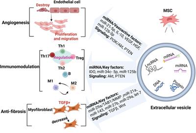 Mesenchymal stem cell-derived extracellular vesicles in systemic sclerosis: role and therapeutic directions